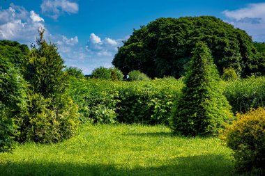Çalı piramidi şeklinde budanmış her zaman yeşil çalılar arka planda yaprak döken çalılar ve güneş ışığıyla aydınlatılmış ağaçlar, doğa yaz arkaplanı mavi gökyüzünde fotokopi alanı olan bulutlar, kimse.