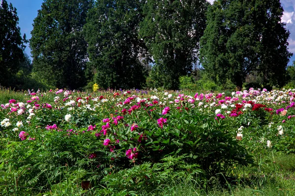 Petunia Plantation Botanical Garden Growing Different Types Flowers Trees Sunny —  Fotos de Stock