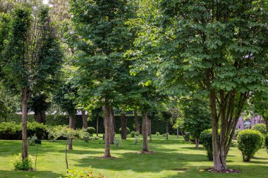 city park with garden landscape with deciduous trees and trimmed bushes with mulching on a lawn with green turf grass on a sunny day of fine weather, nobody.