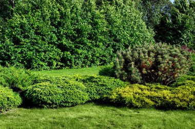 Güneşli bir yaz gününde yaprakları dökülen çimenli bir parkta çimlerin üzerinde çimenlik çam ve thuja çalıları, güneşli bir yaz gününde, doğal park arka planında, hiç kimse.