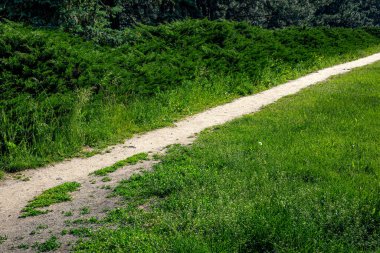 dirt road in the forest near a green meadow with grass and evergreen thuja bushes in an eco friendly forest on a sunny summer day. Hiking place, nobody.