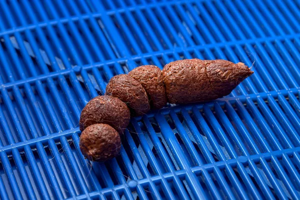 brown defecate animal, cat excrement on the blue grate of the cat litter box for hygiene defecation in the house, close-up poop.