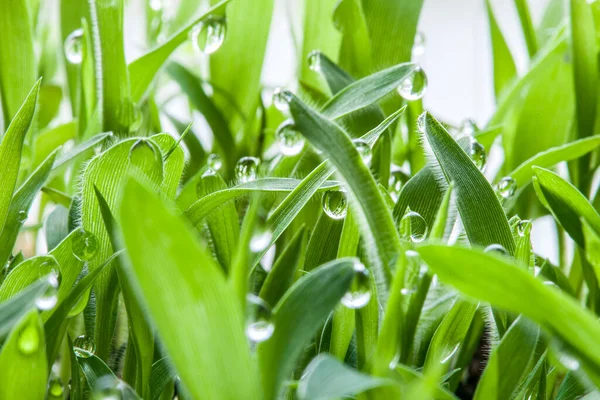 Eco Growing Cover Green Lawn Wet Grass Dew Drops Fresh — Stock Photo, Image