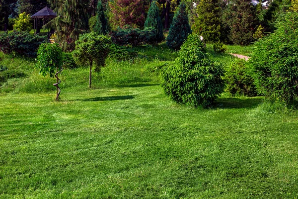 Evergreen Bushes Trees Parkland Green Lawn Meadow Cutting Grass Green — Zdjęcie stockowe