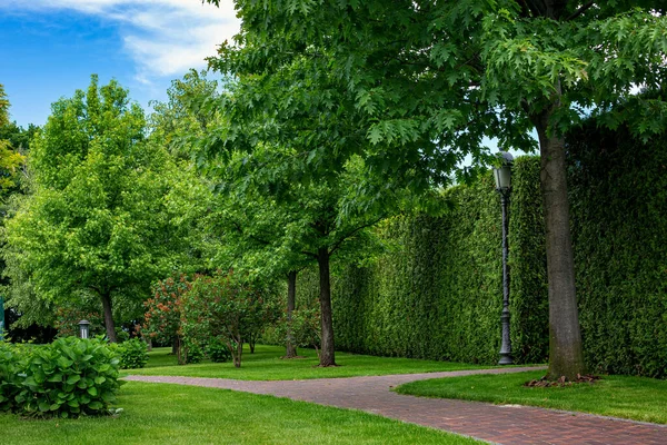 Curved Stone Tile Walkway Backyard Shadow Green Plants Evergreen Thuja — Foto de Stock