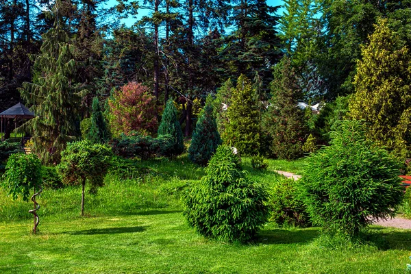 Evergreen Bushes Parkland Green Lawn Cut Grass Pine Forest Tall — Stock Photo, Image