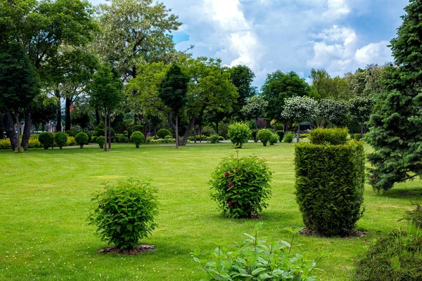 Deciduous Molded Thuja Bushes Parkland Garden Bed Park Landscaping Mulching — Stockfoto