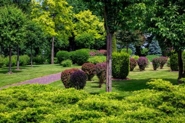 a scenic park with walking paths for walking among green plantings of trees and bushes with mulching of deciduous and evergreen thuja on a sunny summer day, nobody.