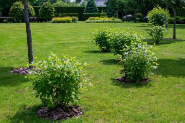 green deciduous bushes with mulching in backyard garden bed, landscaped park with mulching plants and meadow lawn in summer park with different plants on background, nobody.