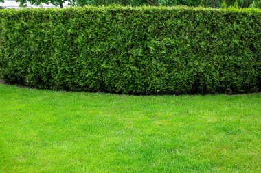 trimmed evergreen hedge of thuja bushes growing on grassy backyard lawn, landscaping of meadow on lawn with copy space, nobody.