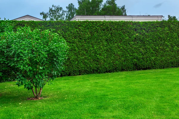 Trimmed Hedge Evergreen Thuja Front Green Lawn Deciduous Bush Mulch —  Fotos de Stock