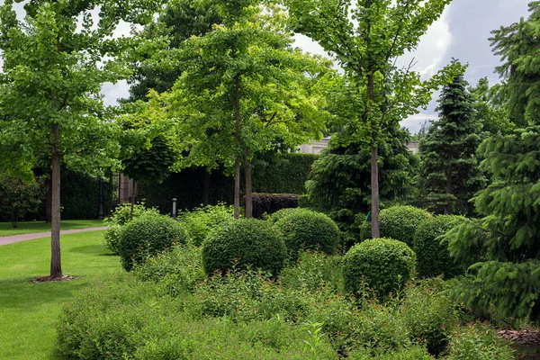 Bahçe yatağında yeşil yaprak döken çalılar, çimenlik çimenlik çimenlikler ve çam ağaçları olan park manzarası güneşli yaz günü parkı çevre dostu fon, hiç kimse.