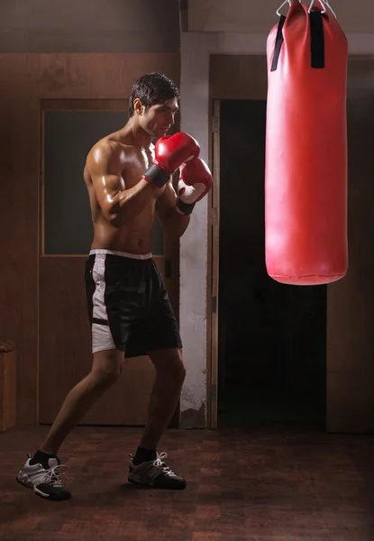 Junge männliche Boxer trainieren — Stockfoto