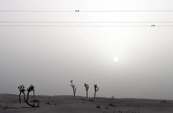 Träd och brids i dubai desert — Stockfoto