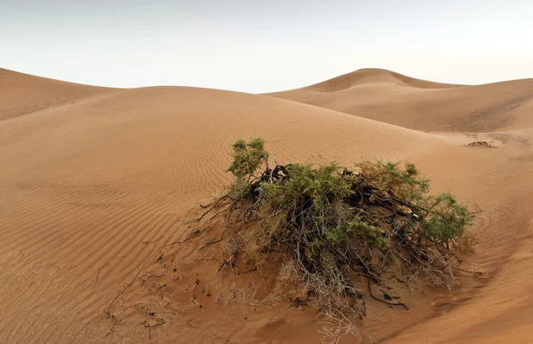 Dubai deșert cu sandune frumoase, iarbă ciudată cultivate — Fotografie, imagine de stoc