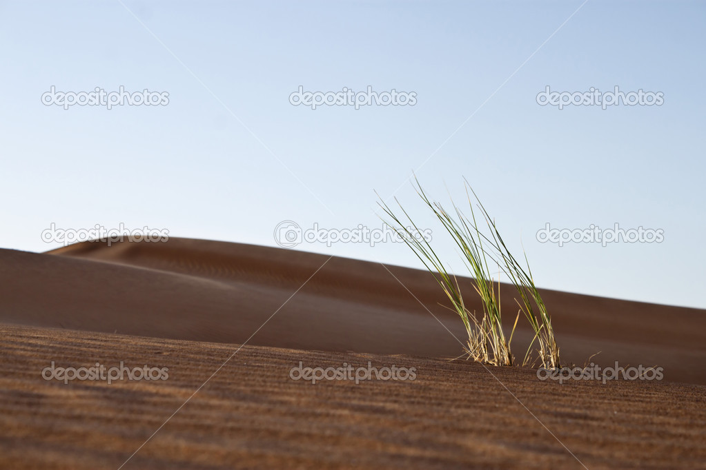 Dubai desert with beautiful sandunes, odd grass grown