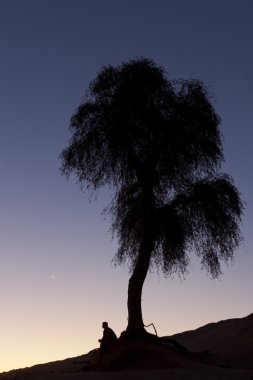 gün batımı sırasında dubai Desert bir ağacın altında oturan adam silüeti