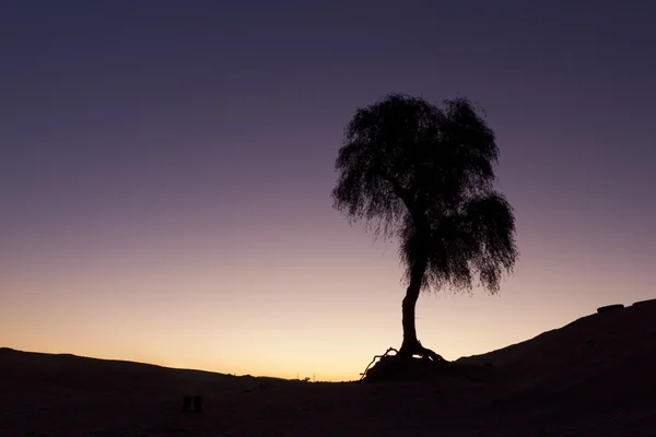 Silueta de copac în deșertul Dubai în timpul apusului de soare — Fotografie, imagine de stoc