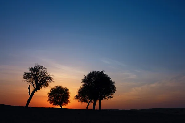 Silhouette di albero nel deserto di Dubai durante il tramonto — Foto Stock