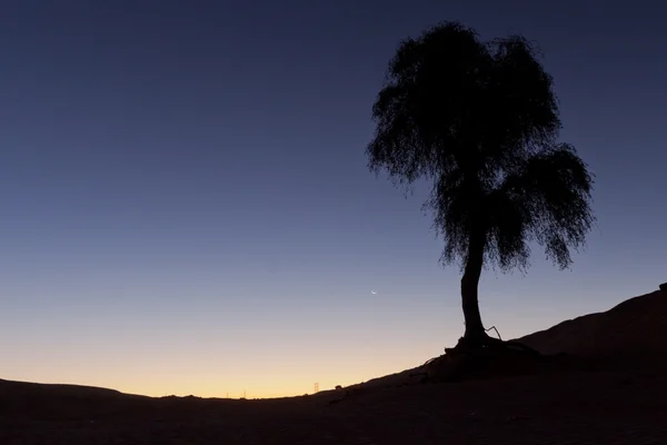 Silhuett av träd i dubai öknen under solnedgången — Stockfoto