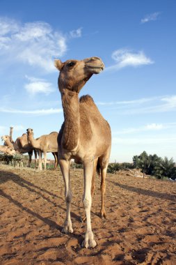 deve çiftlik dubai çölünde, Birleşik Arap Emirlikleri