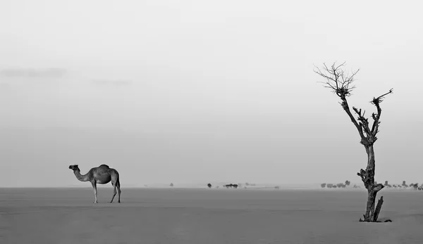 Einsames Kamel und Baum in der Wüste Dubai — Stockfoto