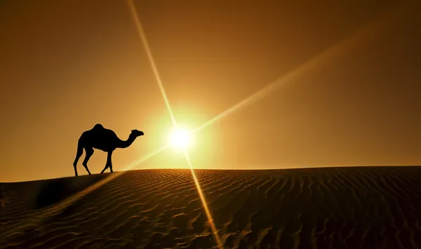dubai çölde yürüyen yalnız bir deve silüeti