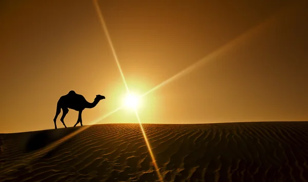 独自走在迪拜沙漠中的骆驼的剪影 图库图片