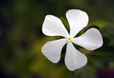 White Plumbago wild flower close up clipart
