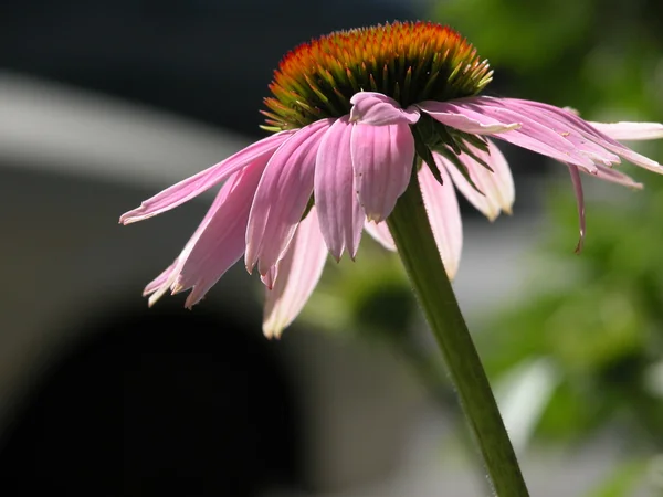 Pink echinacea in the sun — Stock Photo, Image