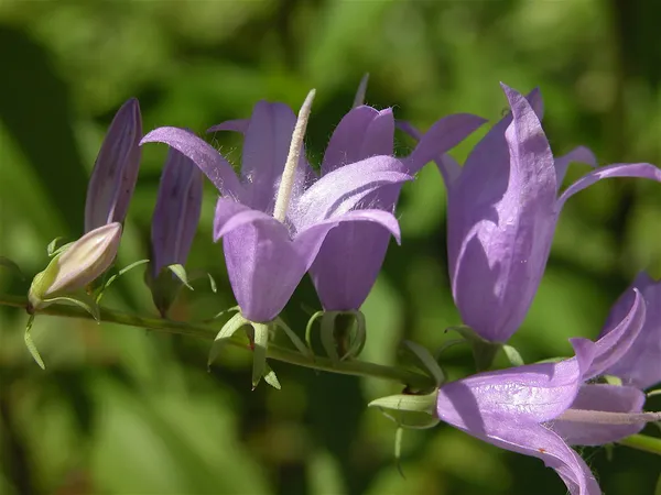 行の小さな紫色の花 — ストック写真