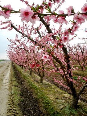 pembe california çiçekleri