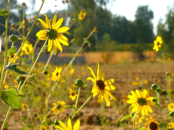 Yellow Wildflowers — Stock Photo, Image