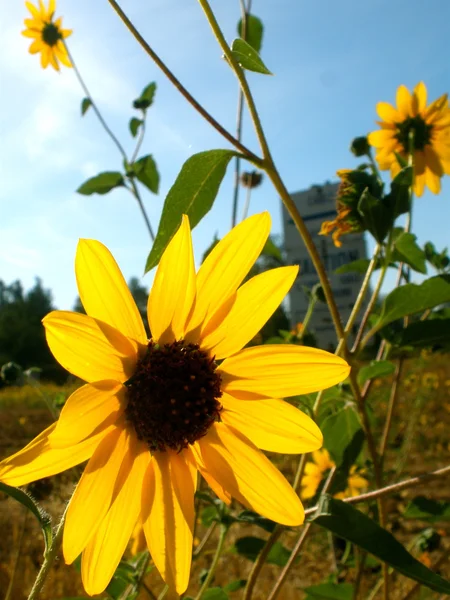 Close-Up Wildflowers — Stock Photo, Image