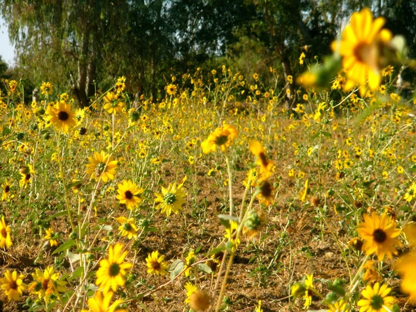 Field of Wildflowers — Stock Photo, Image