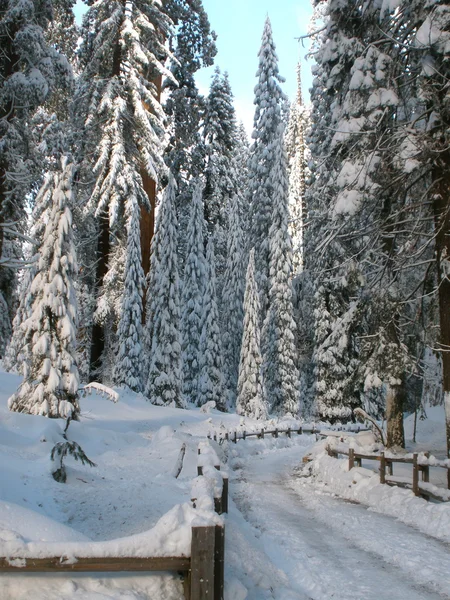 Path to Winter Forest — Stock Photo, Image