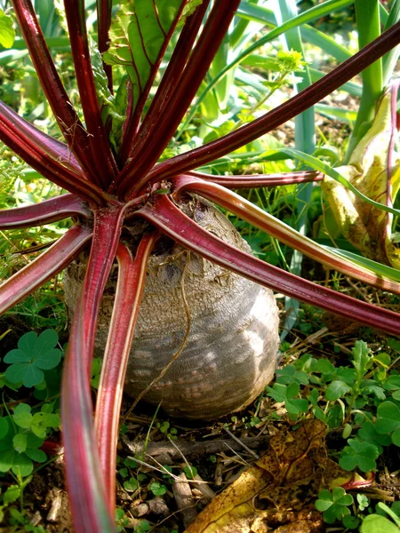 Remolacha roja en el jardín — Foto de Stock