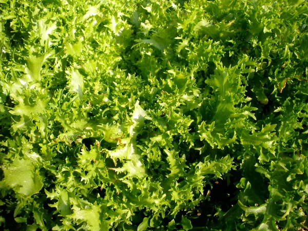 Fresh Garden Lettuce — Stock Photo, Image