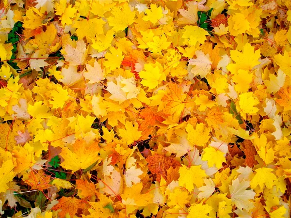 Hojas de otoño Fotos De Stock