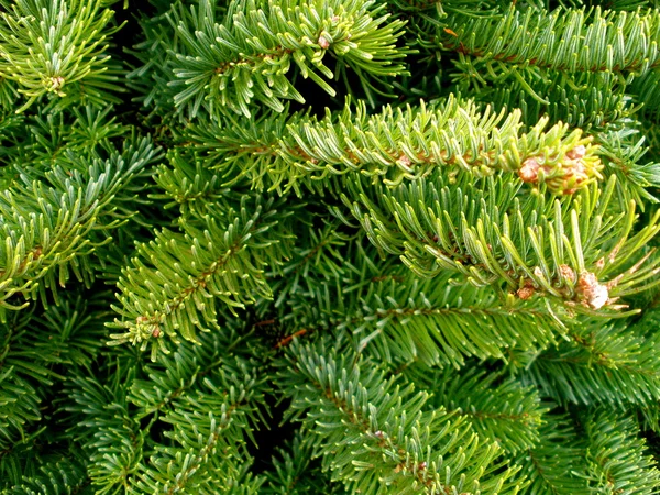 Fir Tree Branches — Stock Photo, Image