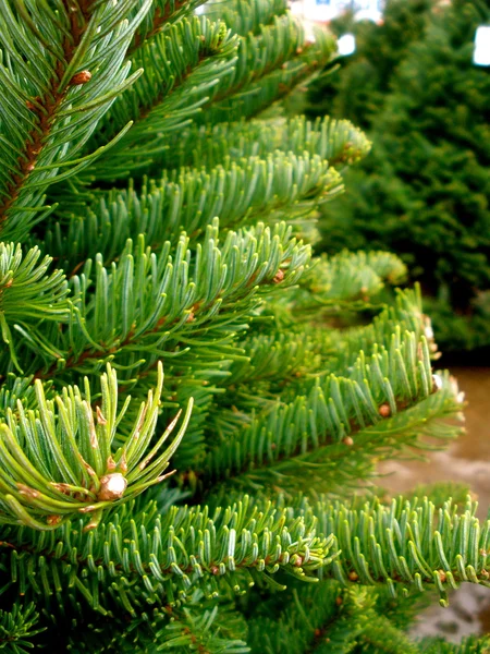 Christmas Tree Fronds — Stock Photo, Image