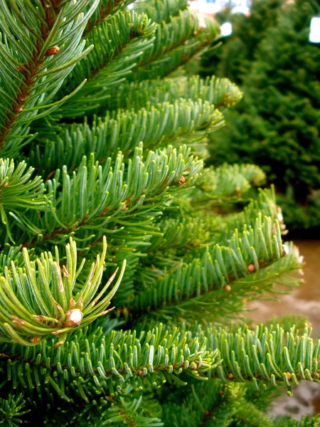 Christbaumwedel — Stockfoto