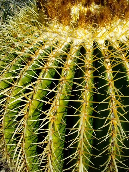 Barrel Cactus — Stock Photo, Image