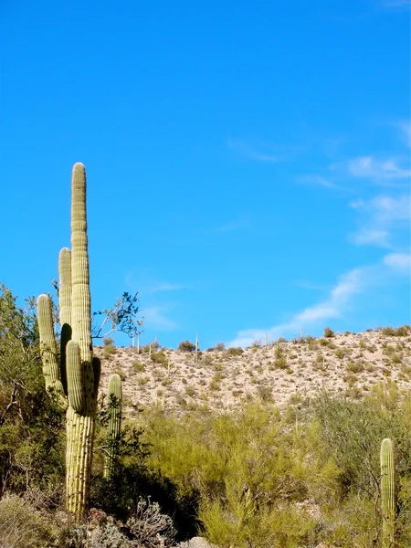 Kaktus auf dem Berg — Stockfoto