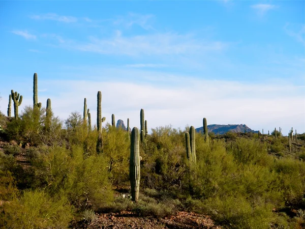 Öken kaktusar — Stockfoto