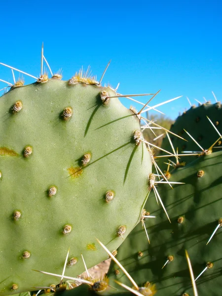 Prickly Cactus — Stock Photo, Image