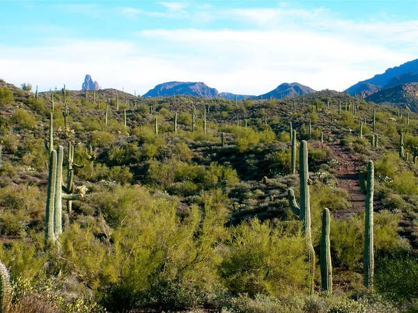 Montagna di Cacti — Foto Stock