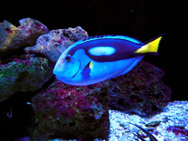 Pacific Regal Blue Tang Fish — Stock Photo, Image