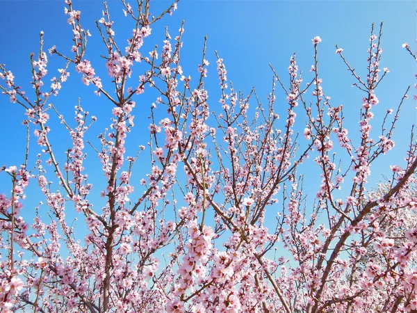 Pink Blossom Trees — Stock Photo, Image