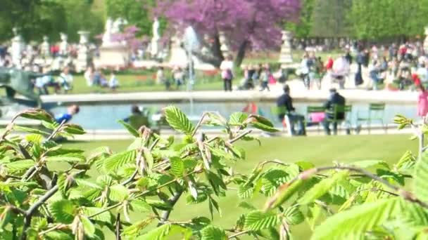 Tuileries Garden Park em Paris com Fonte — Vídeo de Stock